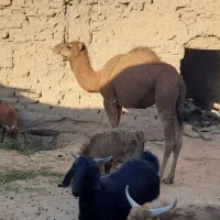 حق بلبون|حیوانات مزرعه|جلگه ماژان, |دیوار