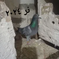 کبوتر پلاکی|پرنده|میاندوآب, |دیوار