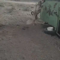 واگذاری سگ نگهبان