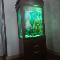 اکواریوم|ماهی|فردوسیه, |دیوار