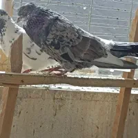 کفتر معاوضه سیستم