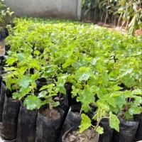 ارایه نهال کیسه ای