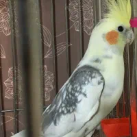 عروس هلندی نر