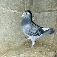 کبوتر قره معاوضه با یال سیاه ماده