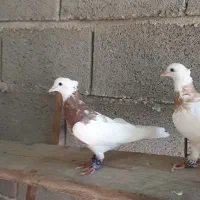 کبوتر