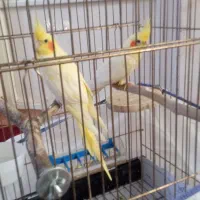 عروس هلندی مولد با جوجه|پرنده|کرج, حصارک پایین|دیوار