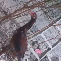 مرغ و خروس|حیوانات مزرعه|میناب, |دیوار