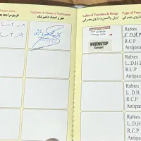 سگ پامر روباهی|سگ|کرمان, |دیوار