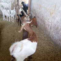 کره ماده