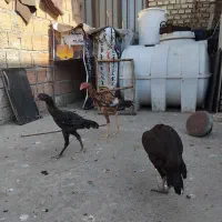 جوجه خوروس و مرغ لاری|حیوانات مزرعه|گنبد کاووس, |دیوار