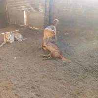 واگذاری سه غلاده سگ