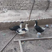 خروس