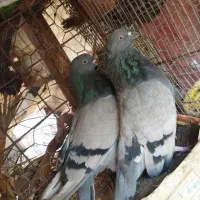 سبز و دم سفید|پرنده|فهرج, |دیوار