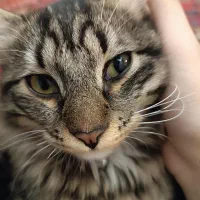 گربه گمشده مژدگانی ۲میلیون تومان|حیوانات|تبریز, |دیوار