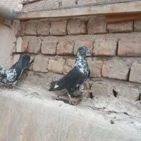 فروش دو جفت کفتر