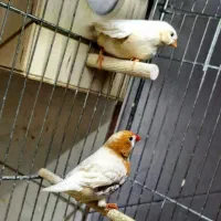 فنچ اورنج مرغ عشق رنگین کمانی|پرنده|یزد, |دیوار