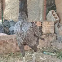 مرغ لاری|حیوانات مزرعه|خان ببین, |دیوار