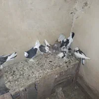 کبوتر