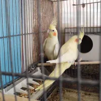 عروس هلندی|پرنده|قم, نیروگاه|دیوار