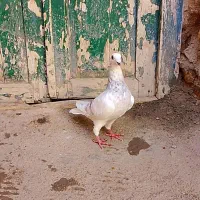 کبوتر|پرنده|آشخانه, |دیوار