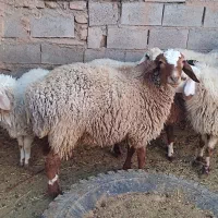 بره نر|حیوانات مزرعه|قائن, |دیوار