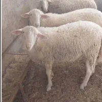 میش لاکن اصل آبستن سنگین با قوچ لاکن