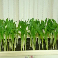 نیاز به دستیار آزمایشگاه دارم