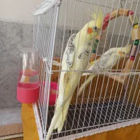 عروس هلندی نر ماده دوکت باقفس|پرنده|کرج, اسدآباد|دیوار
