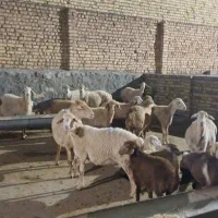 میش فروشی