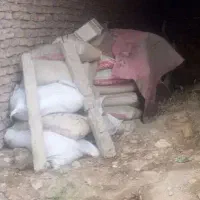 ۲۰کیسه سیمان