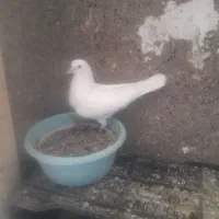 کبوتر سفید قیچی