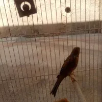 قناری نر|پرنده|شیراز, سینما سعدی|دیوار