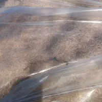 کاه|خدمات باغبانی و درختکاری|کلاشی, |دیوار