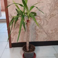 گل وگیاه آپارتمانی  فروشی|گل و گیاه طبیعی|شاهین‌شهر, مخابرات (شهید بهشتی)|دیوار