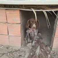 سگ دنبلانی|سگ|فراغی, |دیوار