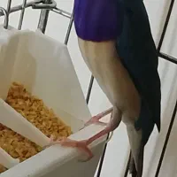 فنچ گلدین آبی وسبز|پرنده|تهران, چهارصد دستگاه|دیوار