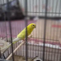 یک عدد مرغ عشق ماده با سه تا جوجه