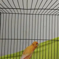 قناری نر پرتقالی قرص محکم (اسلامشهر)