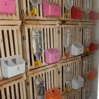 قفس کبوتر جفت گاه