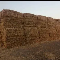 کاه نیشکر پرس سفال نیشکر وخوراک دام فشنگی نیشکر