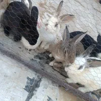 فروش خرگوش|موش و خرگوش|پاکدشت, شهرک انقلاب|دیوار