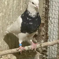 نر طوقی سرور|پرنده|قم, بکایی|دیوار