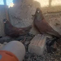 کبوتر سرخ و زاغ آبادانی|پرنده|اصفهان, گورتان|دیوار