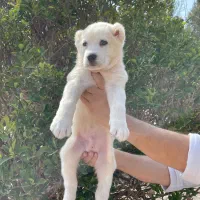 سگ آلابای روس 114