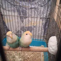 طوطی برزیلی مولد