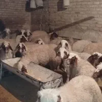 بره نر|حیوانات مزرعه|سرپل ذهاب, |دیوار