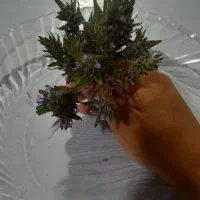 کاکوتی از  دشت وکوه گیاه کاکوتی تازه وخشک موجود