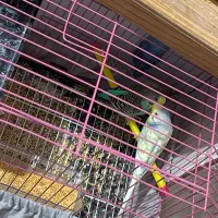 مرغ عشق عمده|پرنده|بندر ماهشهر, |دیوار