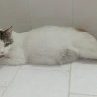 گربه باردار