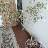 بنجامین و پتوس